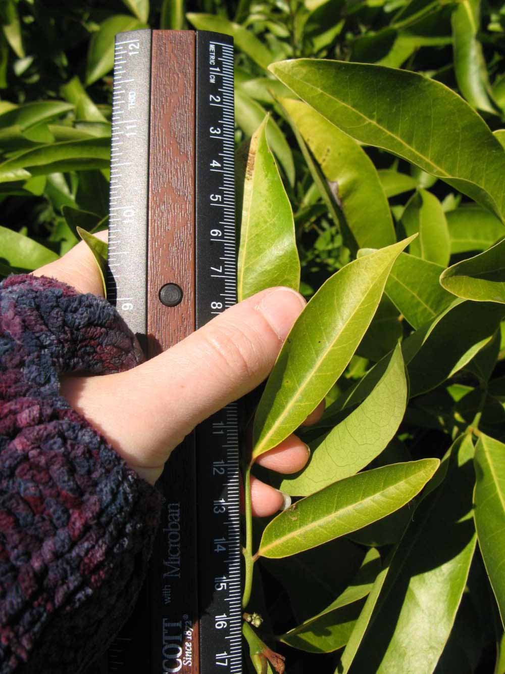              Compound leaf (Winter Haven, FL)       